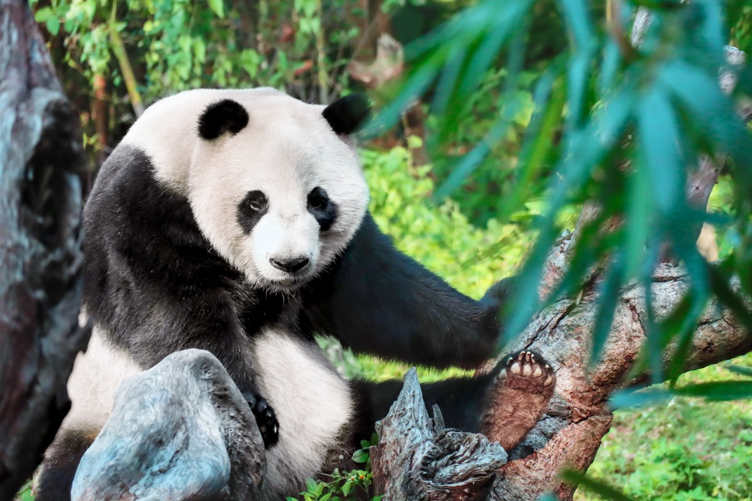 Tour de 3 Días en Chengdu: Pandas y la Antigua Cultura Shu