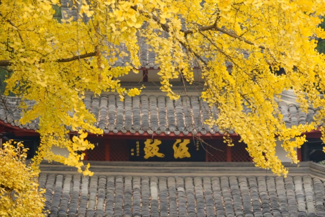 Tour Cultural e Histórico de 1 Día por Chengdu